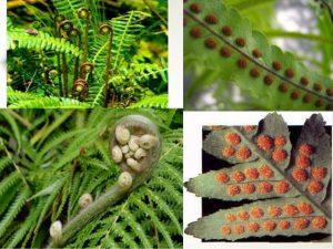 Ciri-Ciri, Perkembangbiakan, Klasifikasi Dan Manfaat Tumbuhan Paku  (Pteridophyta)