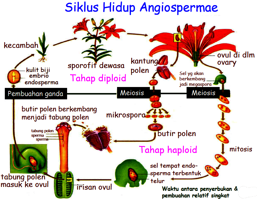 Pengertian, Ciri-Ciri, Klasifikasi Angiospermae Dan Manfaat