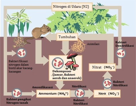 Macam macam Daur Biogeokimia Beserta Proses dan Gambar 