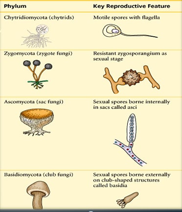 Apa peran jamur neurospora sitophila