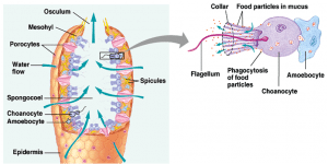 struktur porifera