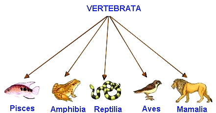 Ciri-Ciri Vertebrata (Hewan Bertulang Belakang) dan Klasifikasinya