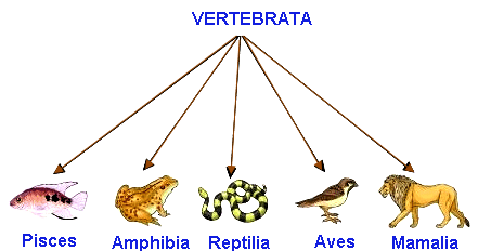 Soal Dan Pembahasan Materi Sistematika Vertebrata