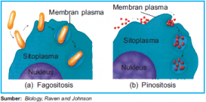 Endositosis