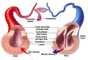Arteri merupakan pembuluh darah yang umumnya dialiri darah yang