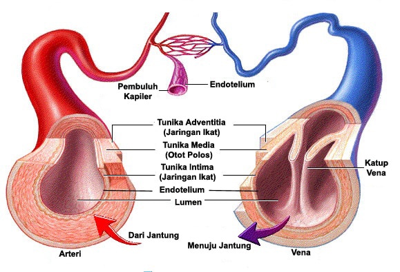 Pembuluh darah in english