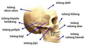 Menurut bentuknya, tulang tengkorak termasuk tulang.....