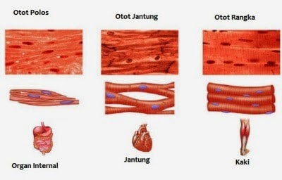 Pengertian Jaringan Otot Dan Saraf Pada Hewan Vetrebrata 