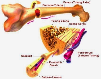  Sistem  Gerak  Manusia Pengertian Fungsi dan Jenis jenis 