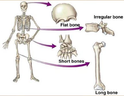 Proses Pembentukan Tulang  dan Memahami Bentuk Tulang  