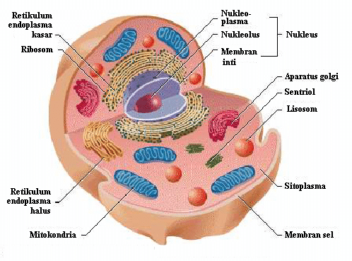 Lisosom merupakan organel kecil yang dibungkus membran dan berisi