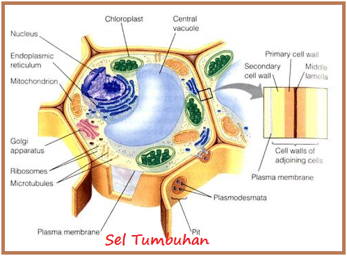 Bagian sel yang dimiliki oleh sel tumbuhan dan sel hewan adalah