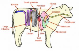 sistem organ hewan