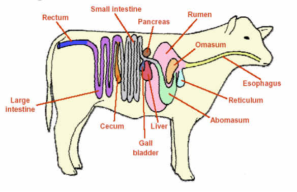 10 Sistem Organ Pada Hewan  Mamalia  Beserta Fungsi 