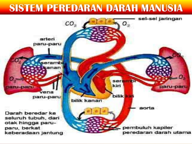 Penjelasan Lengkap Sistem Peredaran Darah Pada Manusia 