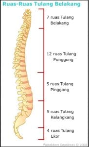 tulang belakang