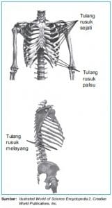 tulang rusuk dada