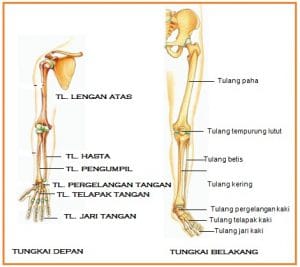 tulang tungkai