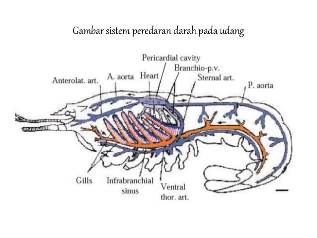 Sistem peredaran darah pada invertebrata