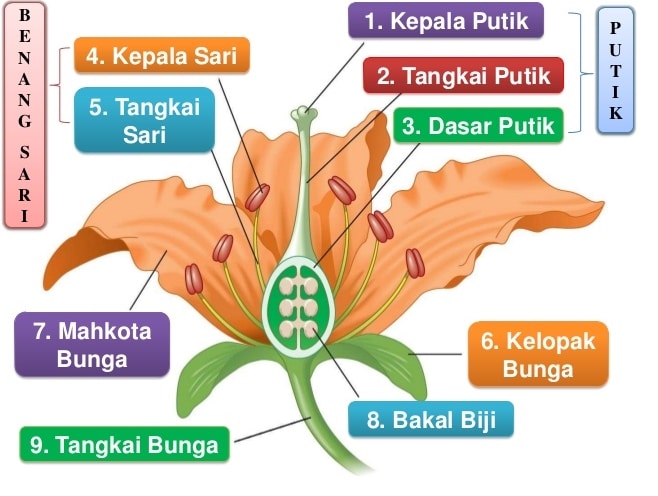 Bagian Bagian Pada Bunga  Lengkap dengan Fungsi dan  