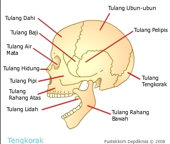 rangka kepala