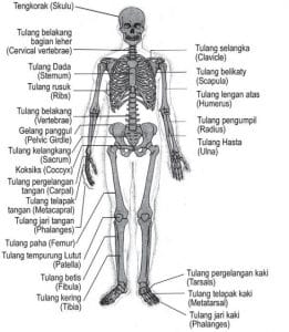 12 Sistem Anatomi Tubuh Manusia Fungsi dan Penjelasan 