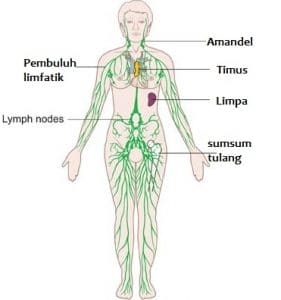 sistem limfatik