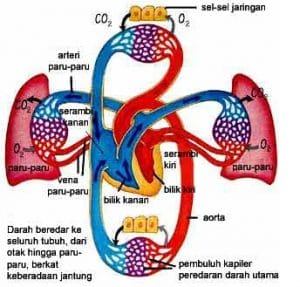 12 Sistem  Anatomi Tubuh  Manusia Fungsi dan Penjelasan  