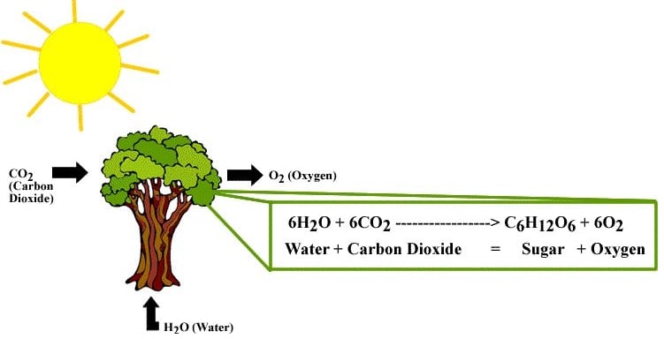 persamaan-reaksi-fotosintesis