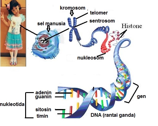 Bagian dari kromosom yang menentukan bentuk kromosom dan berfungsi sebagai tempat