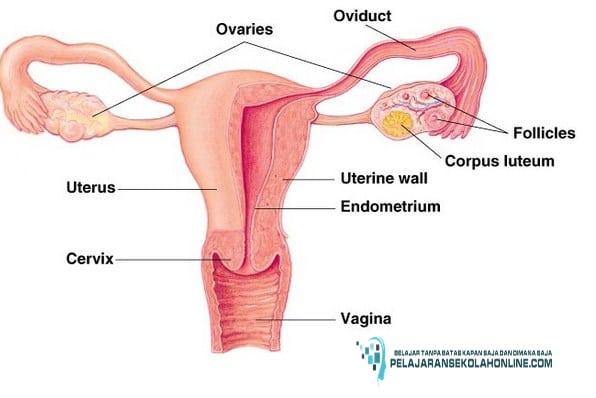 alat-Re_Produksi-wanita-bagian-dalam