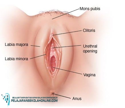 alat-Re_Produksi-wanita-bagian-luar