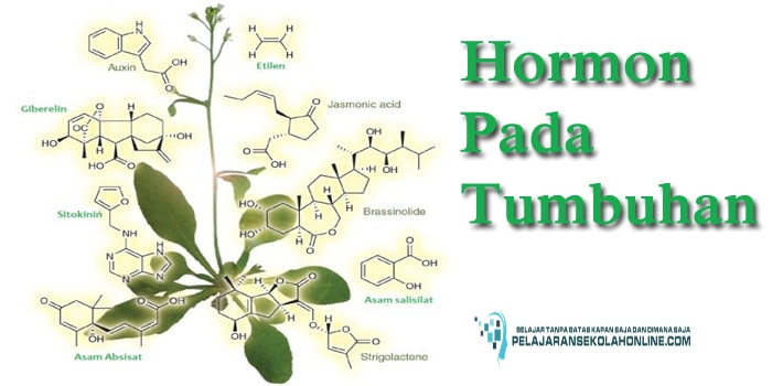 16 Jenis Hormon  Pada Tumbuhan  Dan Fungsinya Terlengkap 
