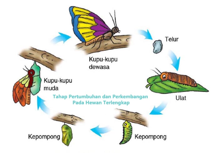 Tahap Pertumbuhan dan Perkembangan Pada Hewan  Terlengkap 