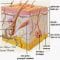bagian-bagian lapisan kulit
