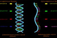 DNA dan RNA