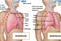 Mekanisme Pernapasan Pada Manusia