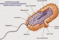 Struktur Sel Bakteri