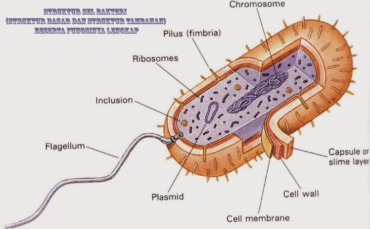 Gambar Struktur Virus Dan Bagian Bagiannya