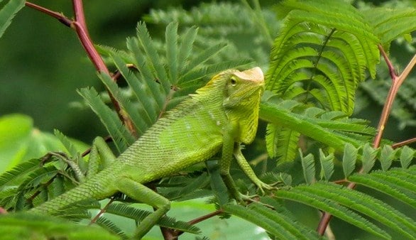 Adaptasi