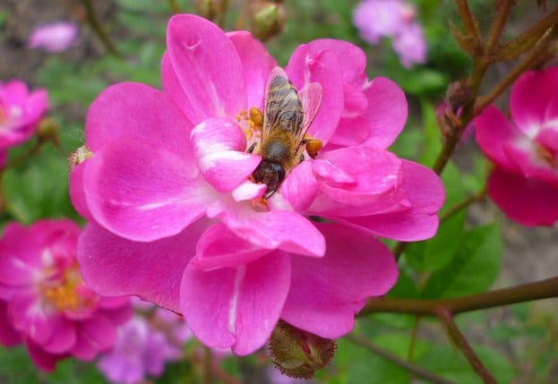 Proses penyerbukan yang dibantu lebah dan kupu-kupu dinamakan