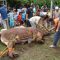 Qurban
