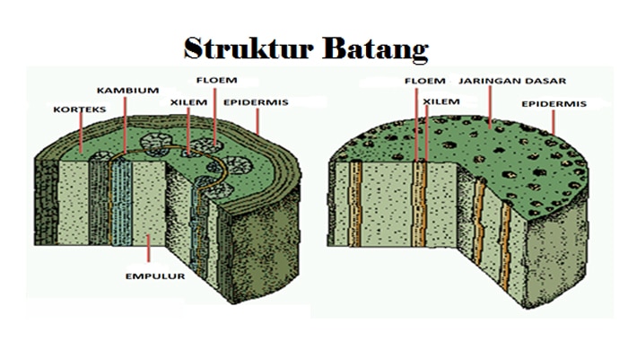 Tumbuhan yang memiliki batang basah adalah