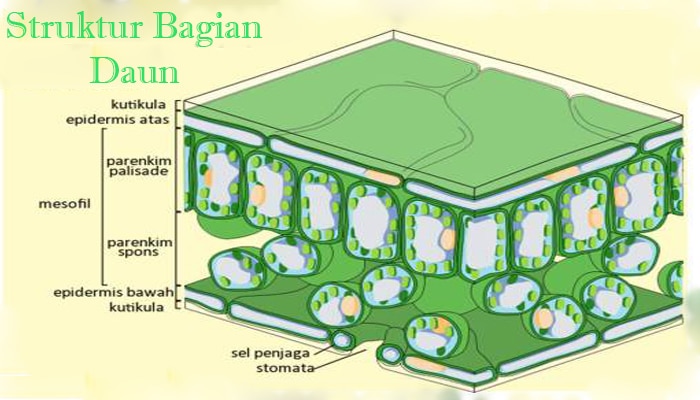 Pengertian Daun  Fungsi  Struktur  Bagian Jenis Daun  dan  