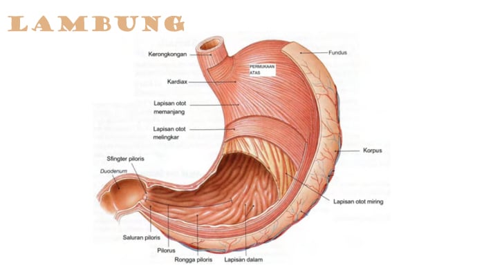 49+ Anatomi Gaster Yang Memiliki Dinding Tipis Terdapat Pada Bagian