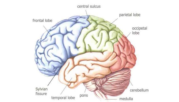 Pengertian, Bagian, Struktur dan Fungsi Otak Terlengkap – Pelajaran