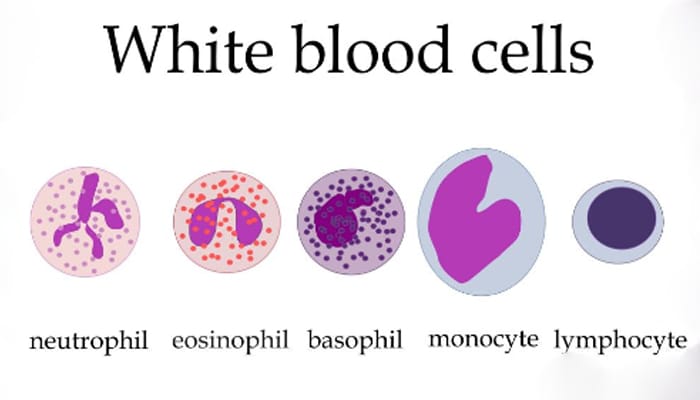 Pengertian, Ciri-Ciri, Fungsi Dan Jenis Sel Darah Putih (Leukosit