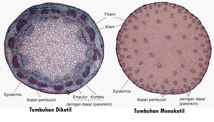 Perbedaan Tumbuhan Monokotil dan  Dikotil Beserta 