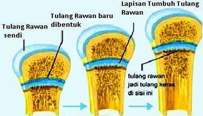 Pengertian Tulang Rawan Ciri Fungsi Jenis Contoh Letak Dan Pembentukan Tulang Rawan Kartilago Pelajaran Sekolah Online