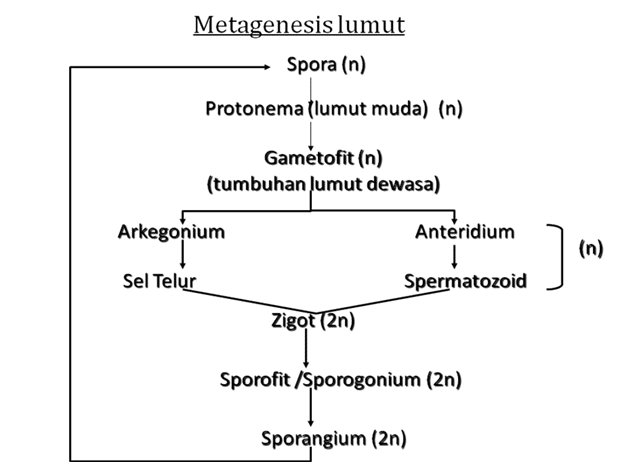 Metagenesis Pengertian Proses Contoh Dan Penjelasan